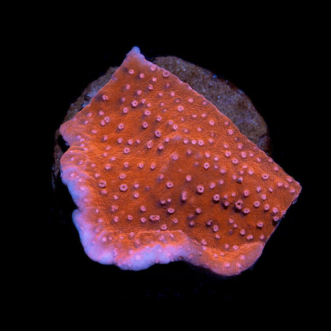 CL Montipora Ultra Red Plating - Frag