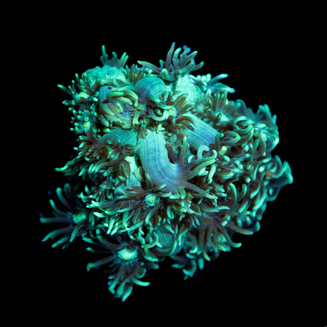 CL Ultra Green Goniopora - Frag