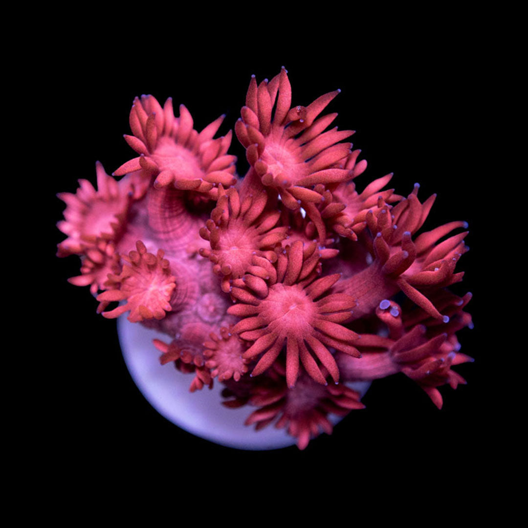 CL Ultra Red Goniopora - Frag