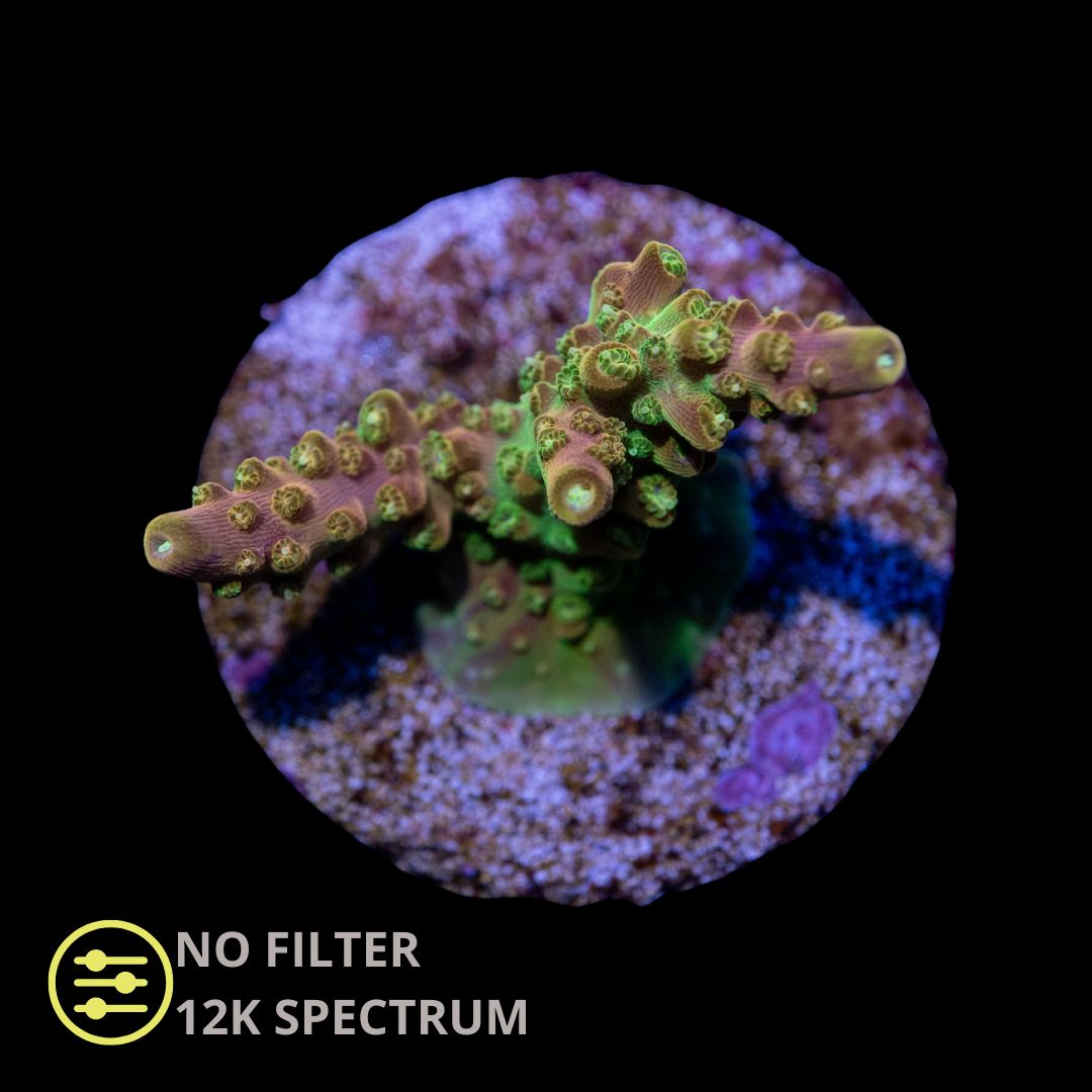 CL Acropora Paletta Pink - Frag