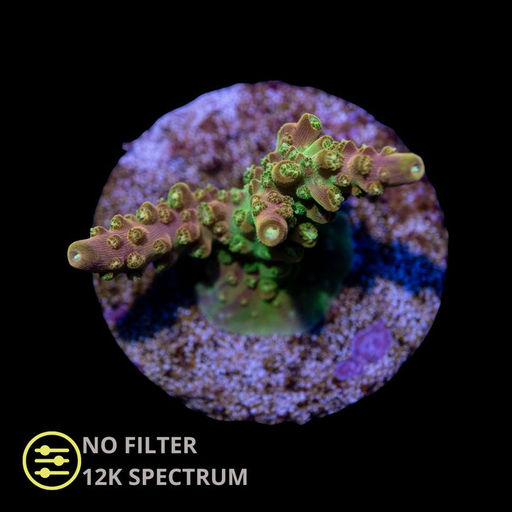 CL Acropora Paletta Pink - Frag
