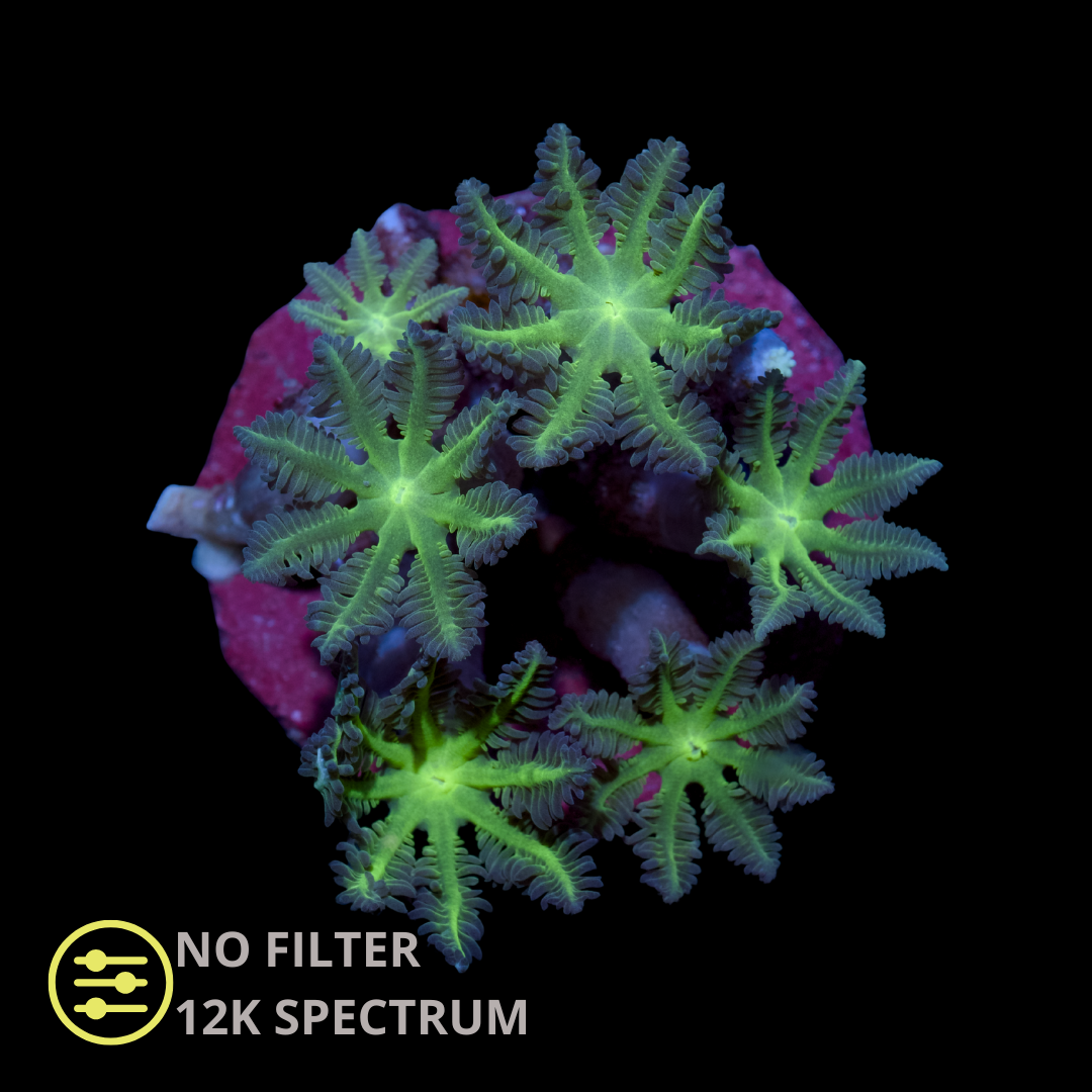 CL Clavularia Green - Frag