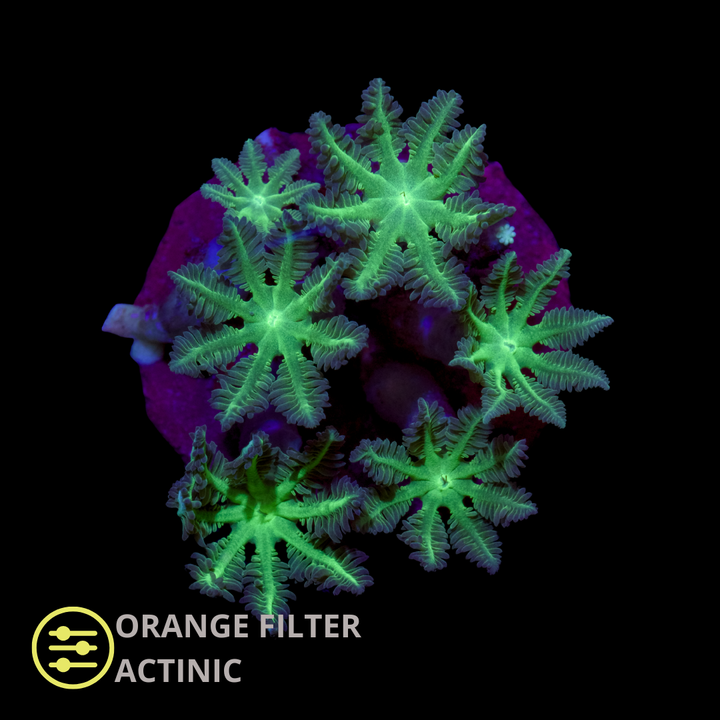 CL Clavularia Green - Frag