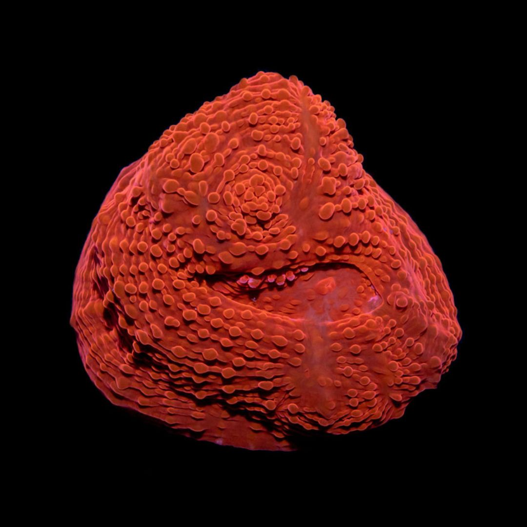 CL Echinophyllia Ultra Red Chalice - Frag
