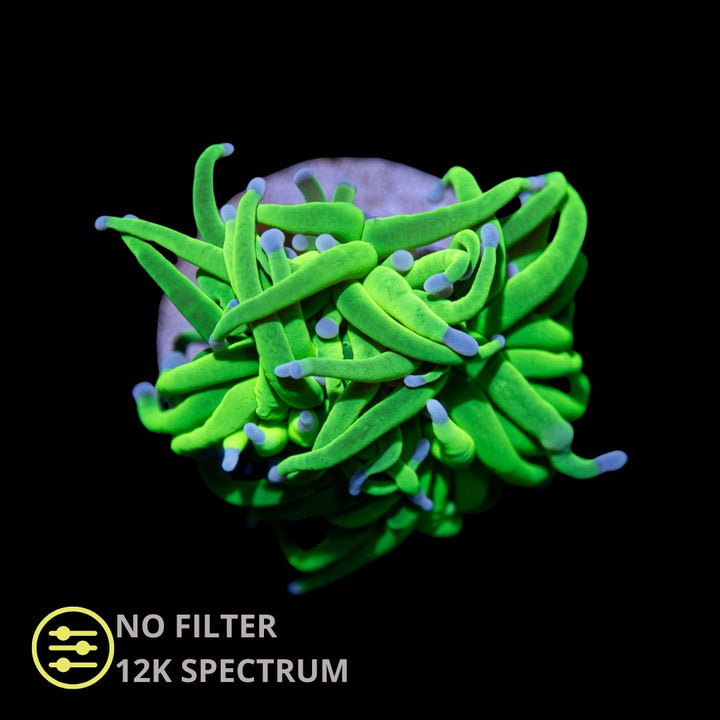 CL Euphyllia Green Lantern Torch - Frag