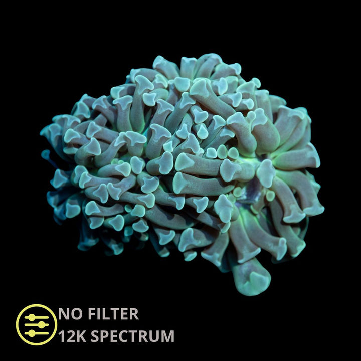 CL Euphyllia Paraancora Mint Hammer  - Frag