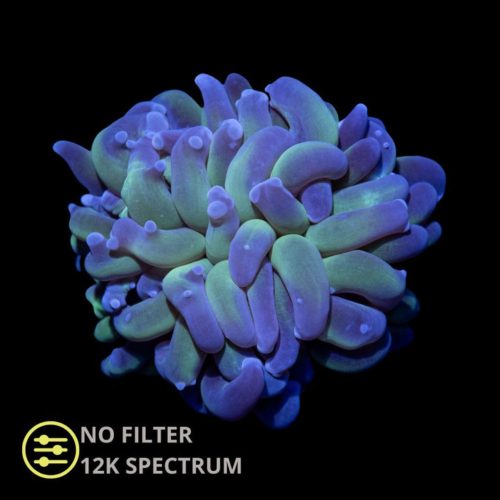 CL Euphyllia Paraancora Mysterio Hammer  - Frag