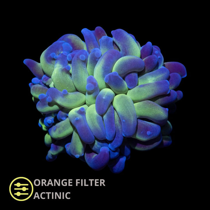 CL Euphyllia Paraancora Mysterio Hammer  - Frag