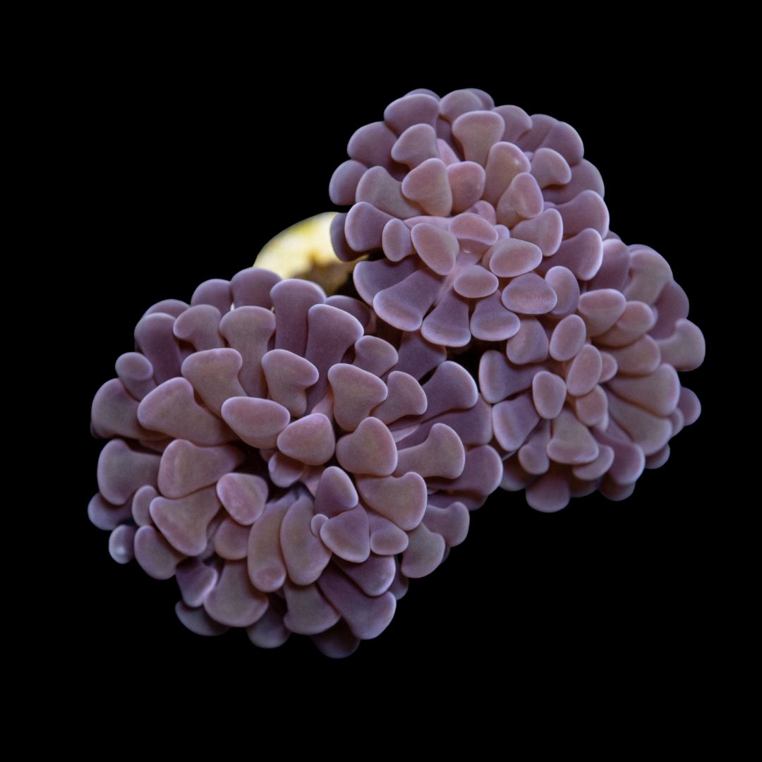 CL Euphyllia Paraancora Purpleish Hammer  - Frag