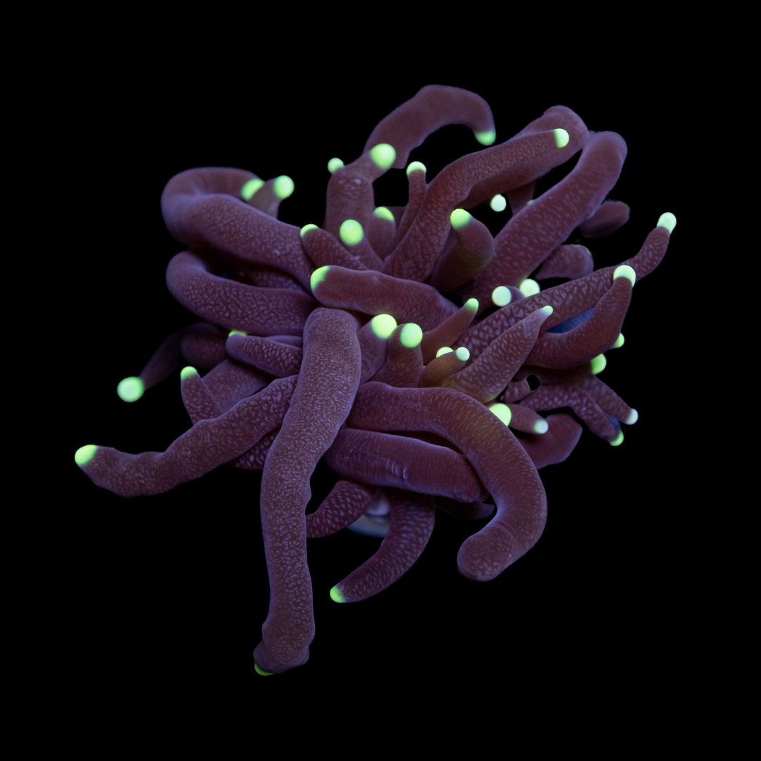 CL Euphyllia Razer Torch Green tip - Frag