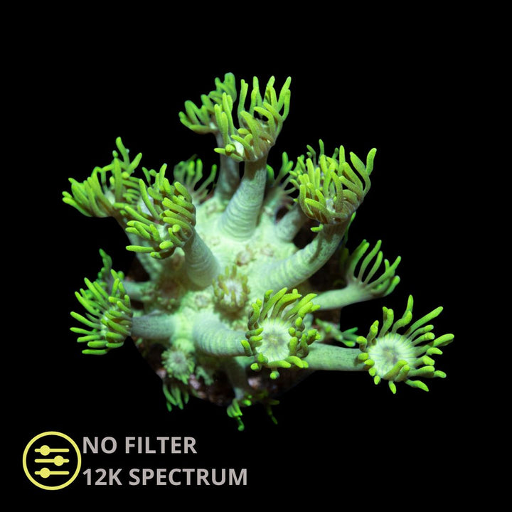 CL Green Goniopora - Frag