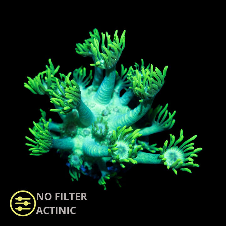 CL Green Goniopora - Frag