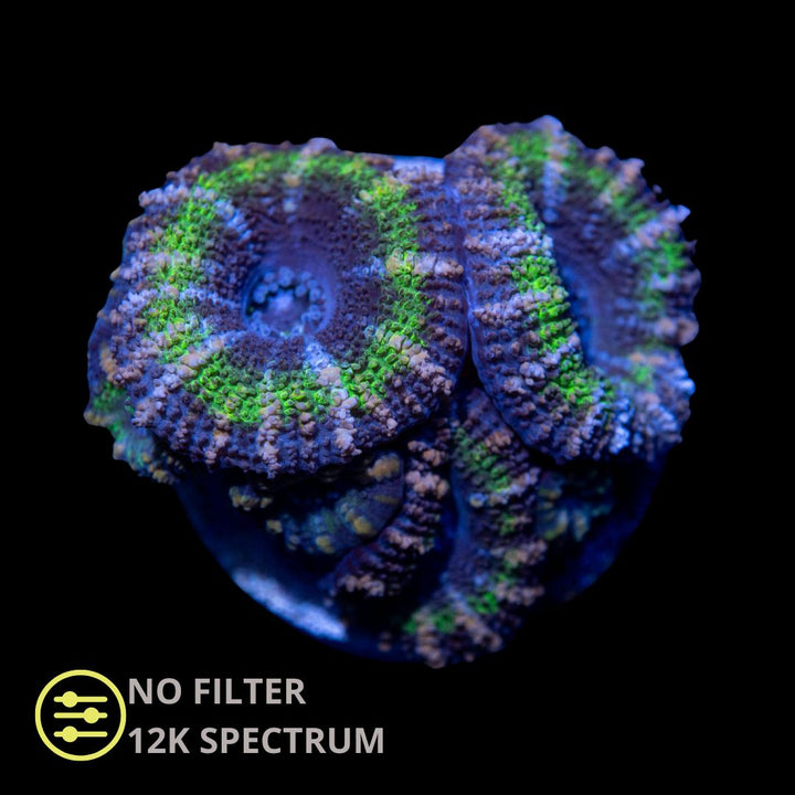 CL Green Teal Tiger Stripe Micro lord - Frag