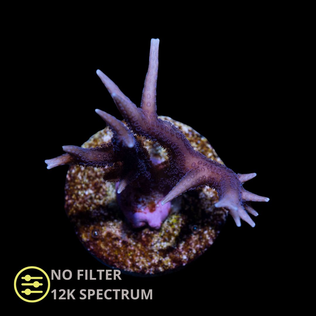 Hystrix Seriatopora Rosa – Frag