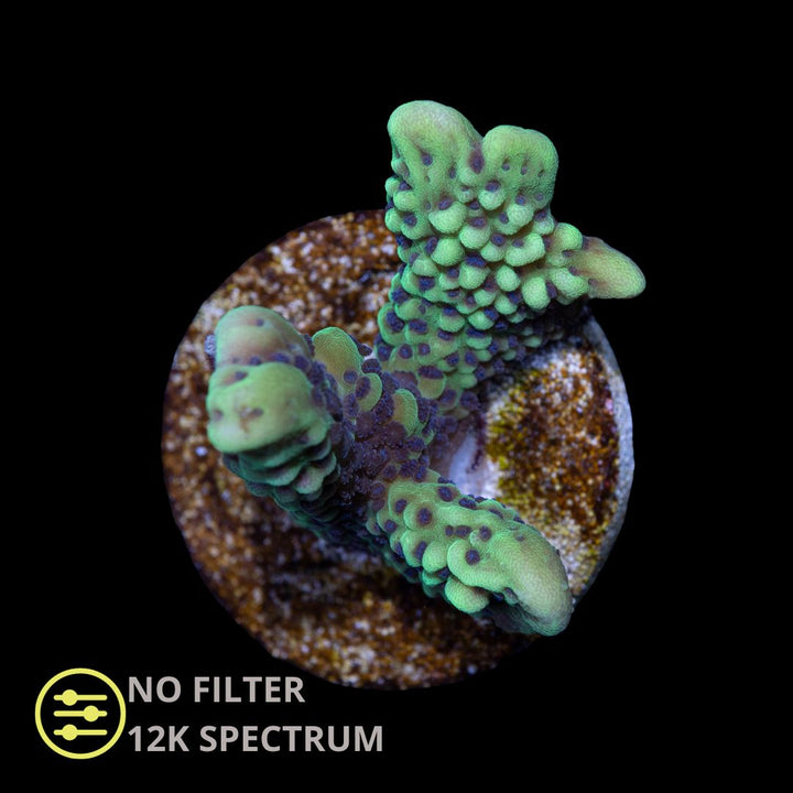 CL Montipora Appleberry - Frag