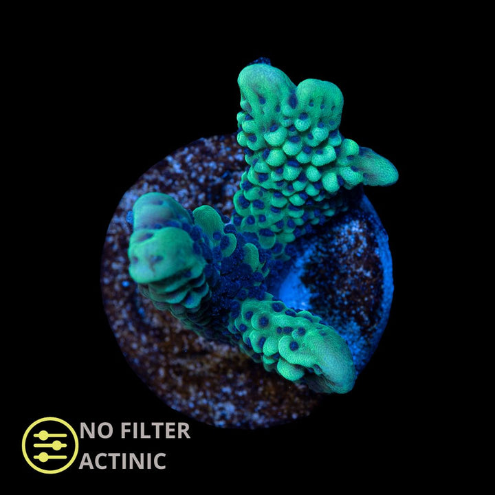 CL Montipora Appleberry - Frag