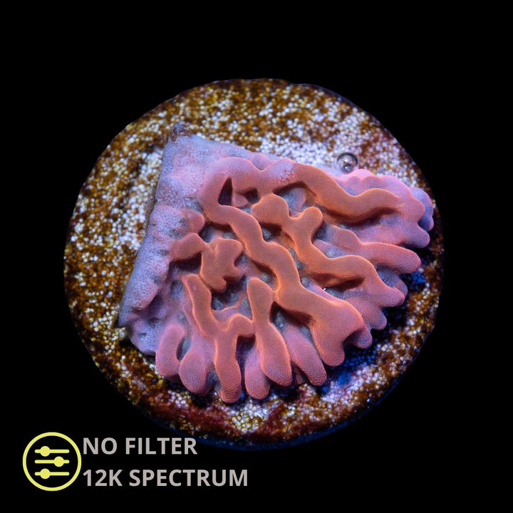 CL Montipora Beach Bum - Frag