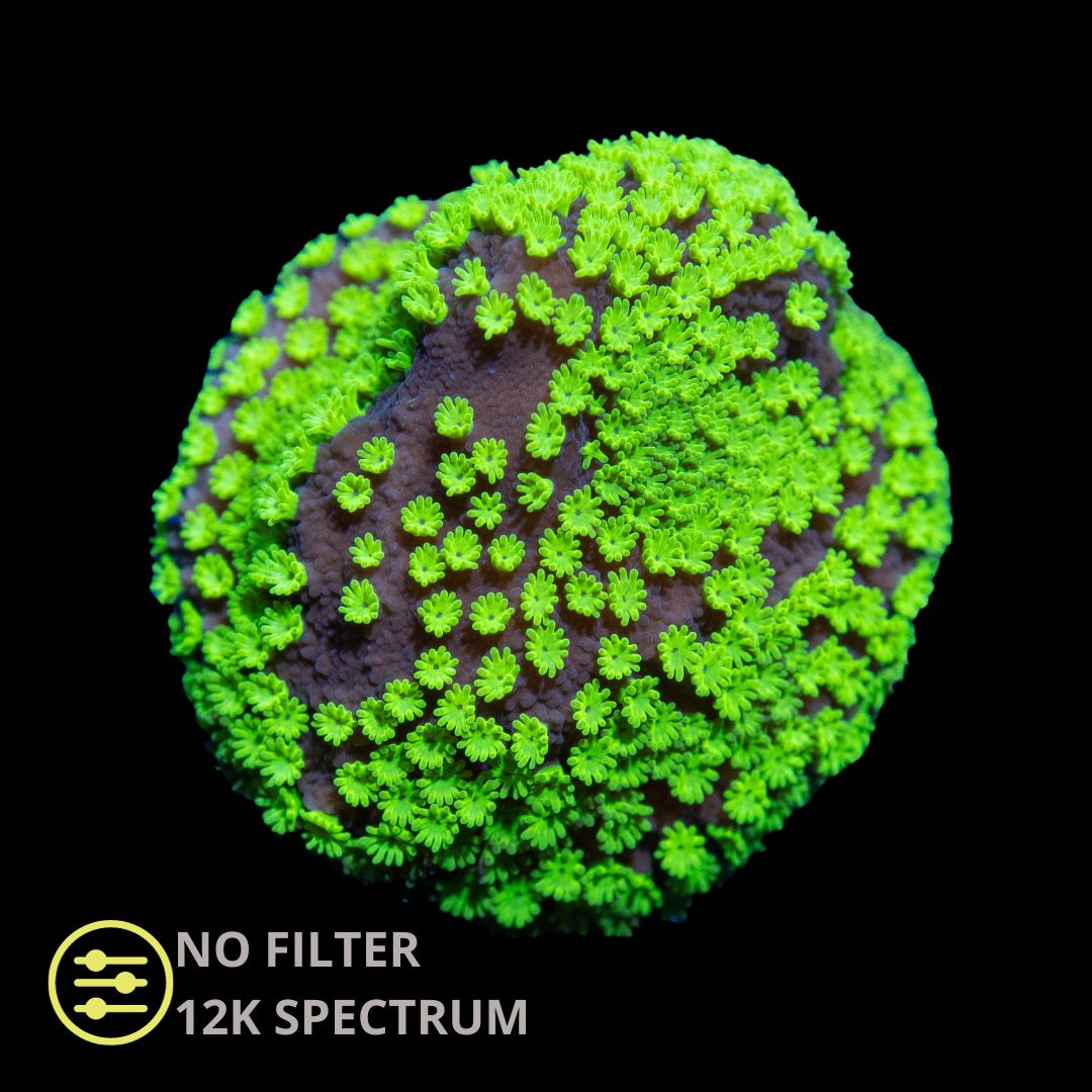 CL Montipora Neon Polyps - Frag