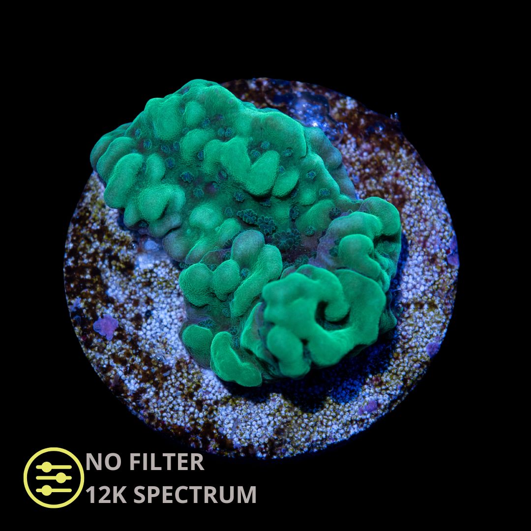 CL Montipora Undata Neon - Frag