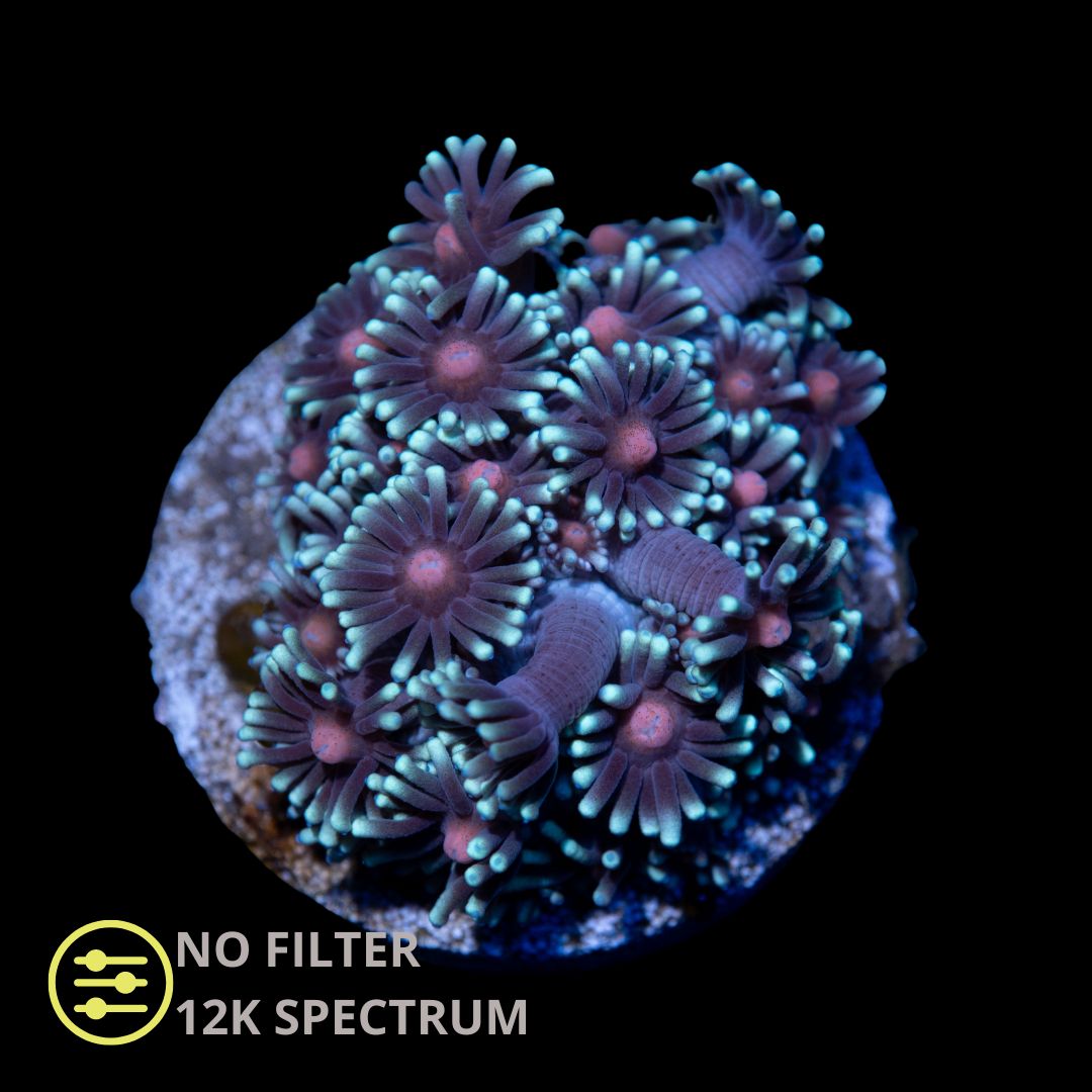 CL Red Eye Goniopora - Frag