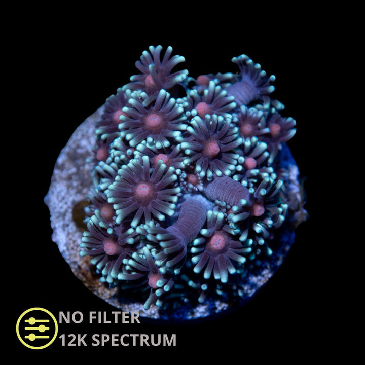 CL Red Eye Goniopora - Frag