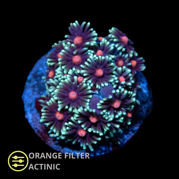 CL Red Eye Goniopora - Frag