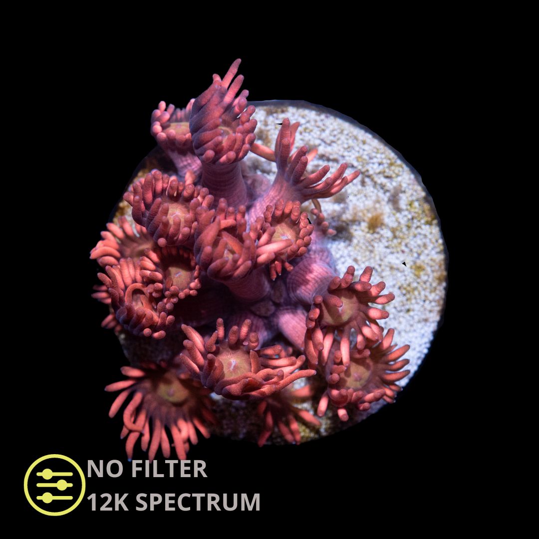 CL Rød Goniopora - Frag