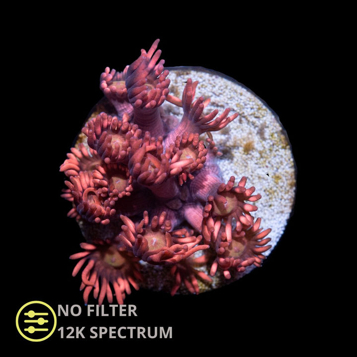 CL Rød Goniopora - Frag