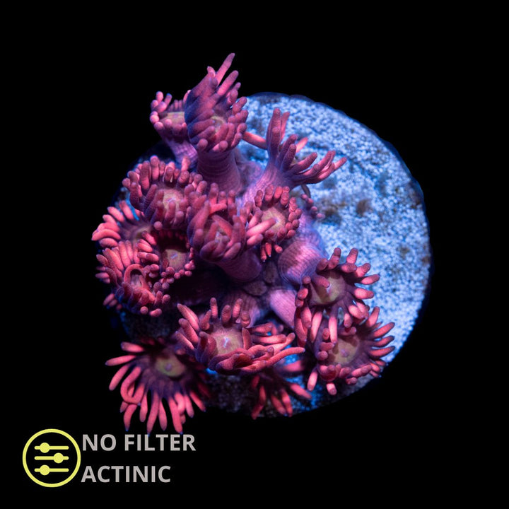 CL Rød Goniopora - Frag