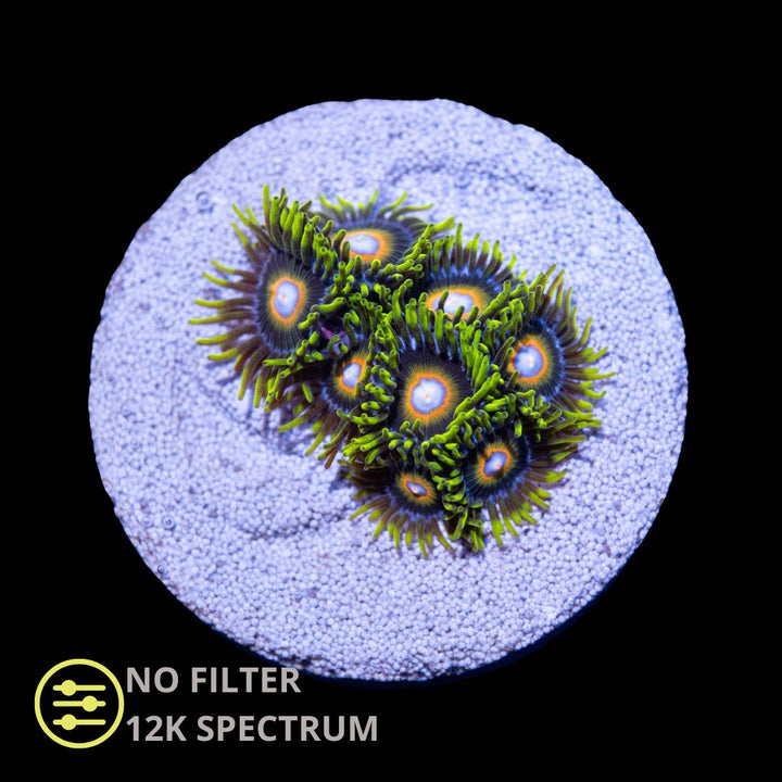 CL Super Saiyan Zoanthid - Frag