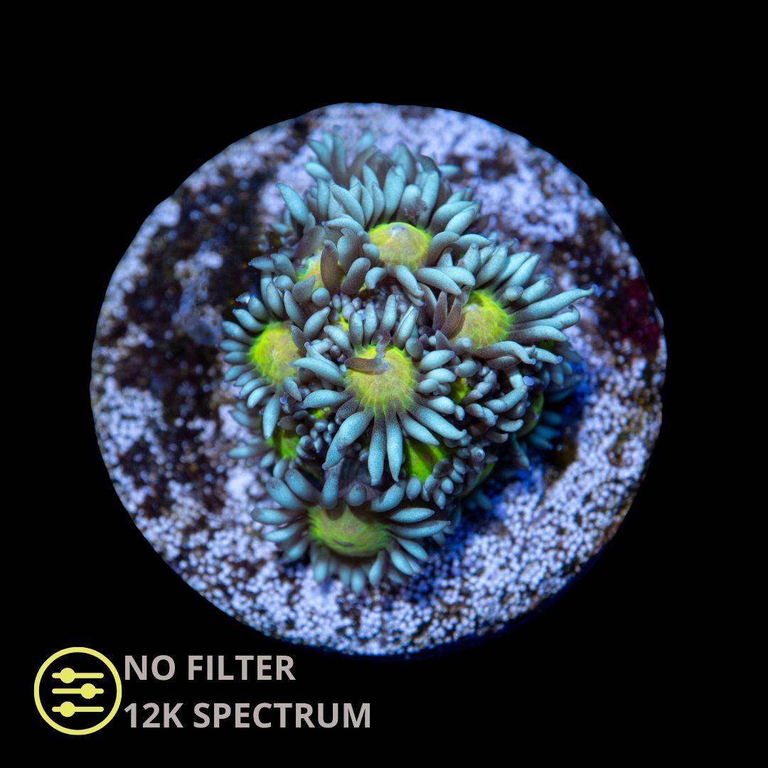 CL Yellow Eye Goniopora - Frag