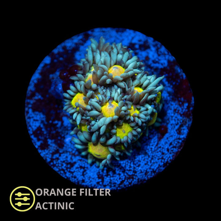 CL Yellow Eye Goniopora - Frag