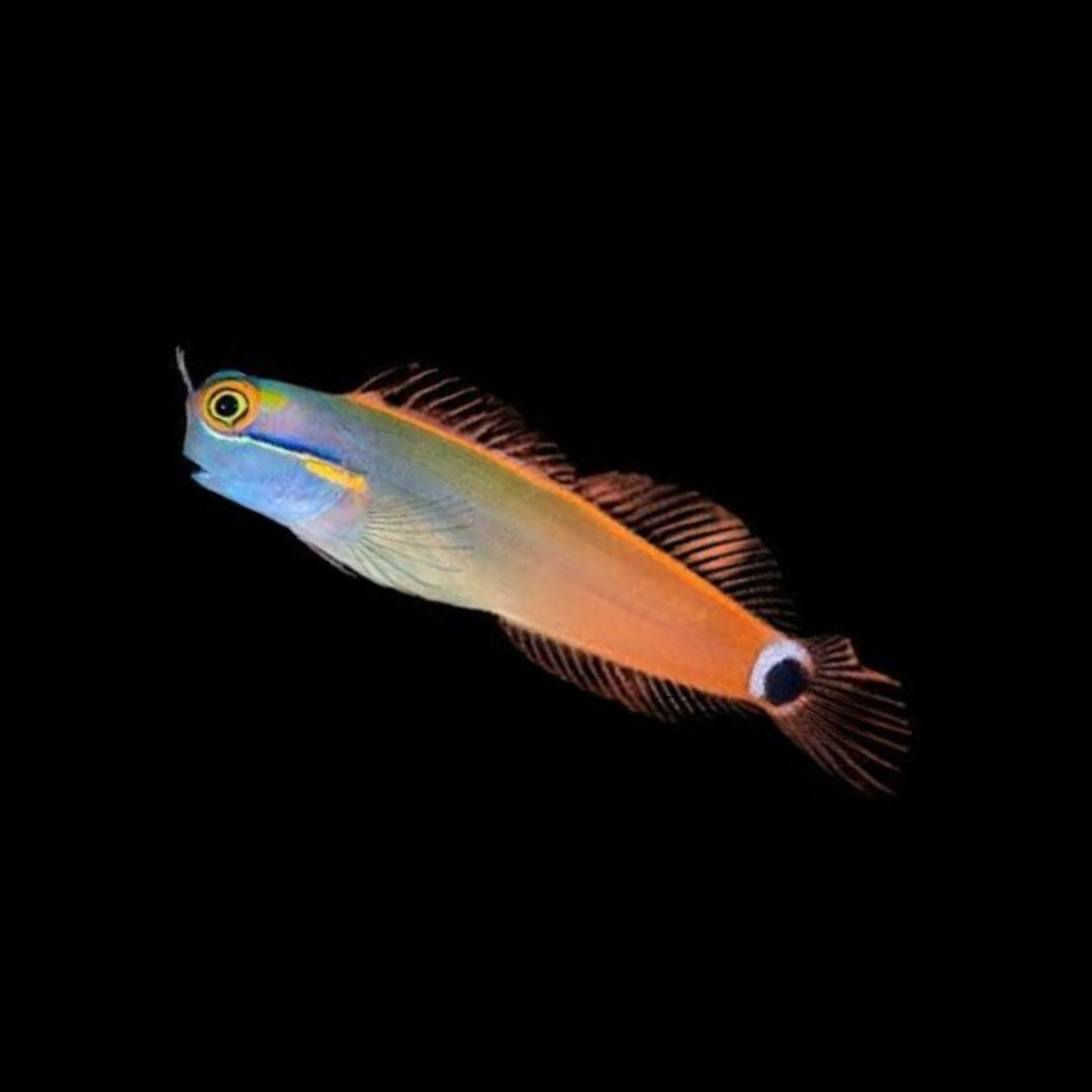 Ecsenius stigmatura - Tailspot Blenny