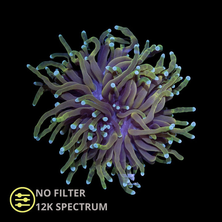 CL Euphyllia Torch Gold - Frag