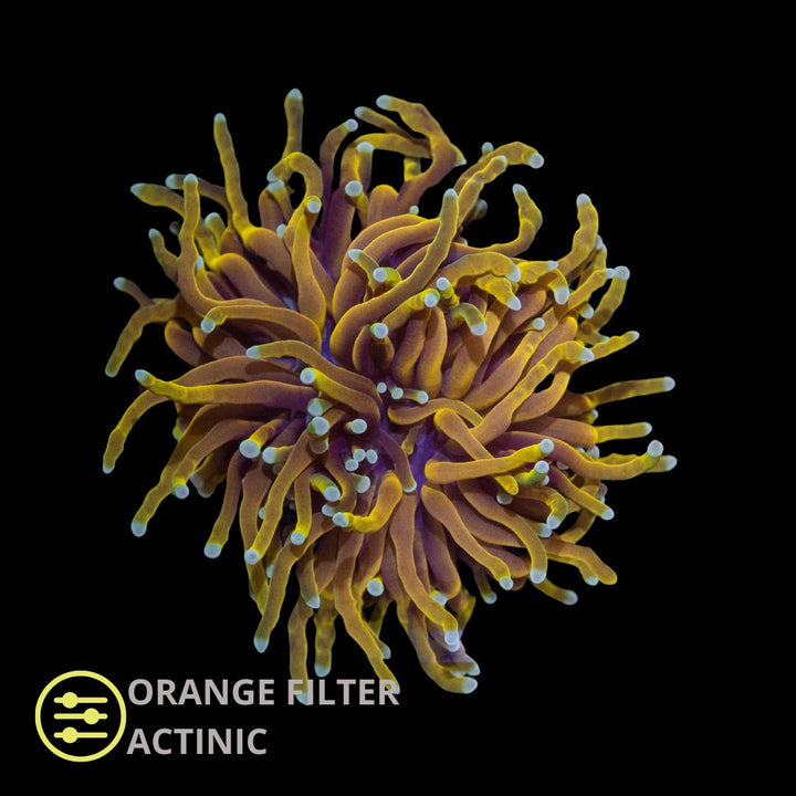 CL Euphyllia Torch Gold - Frag
