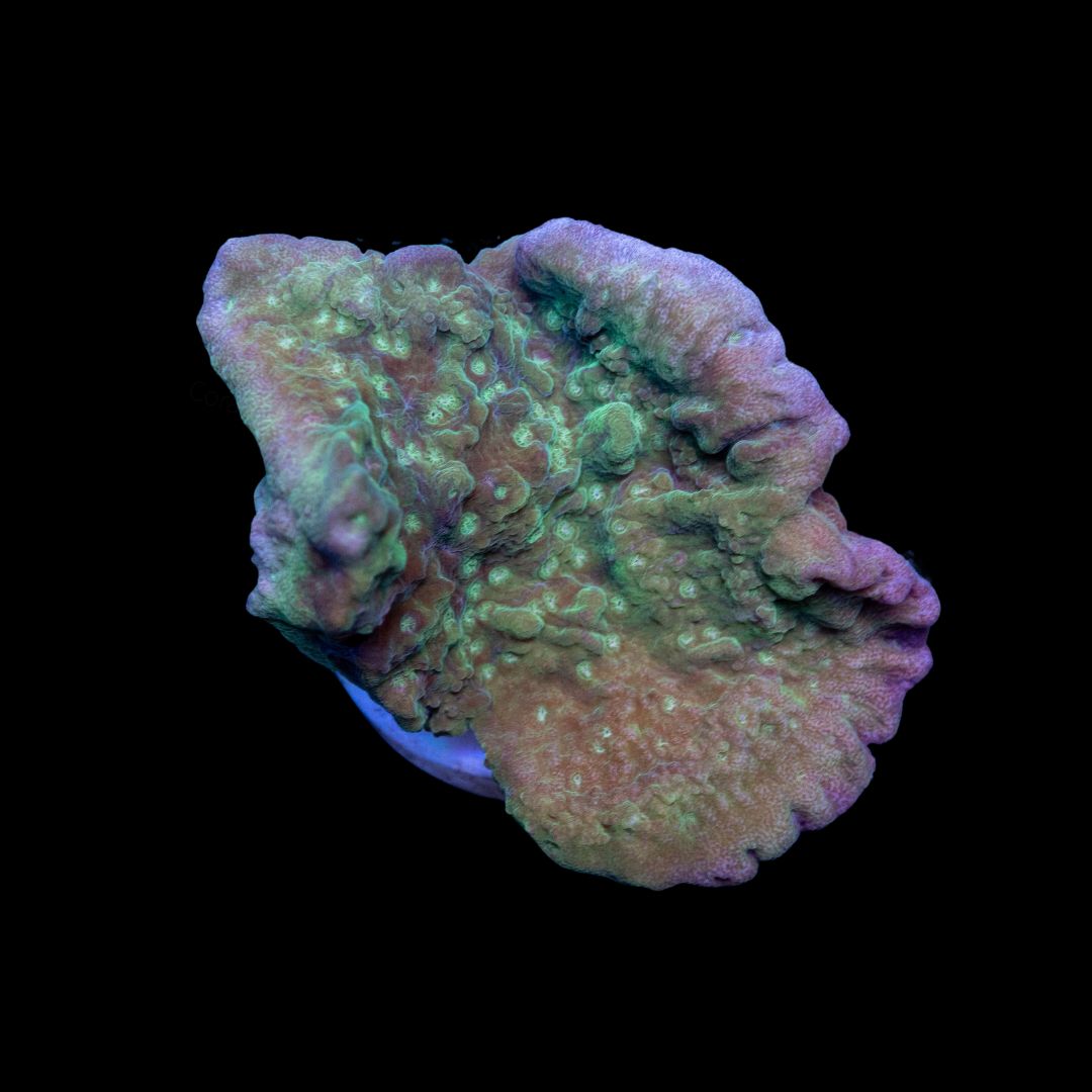 CL Montipora Green Purple Rim - Frag