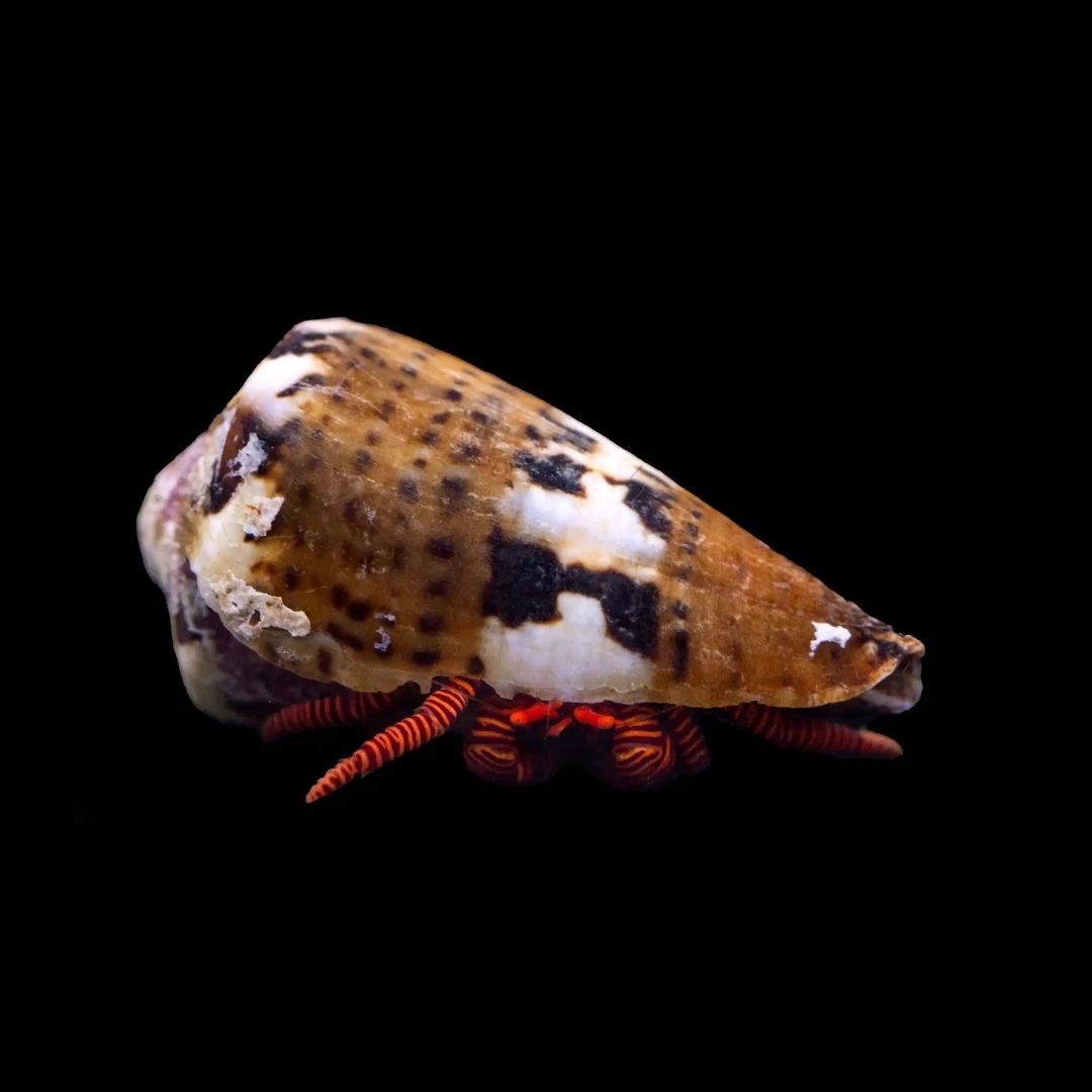 Halloween Hermit Crab - Ciliopagurus striatus