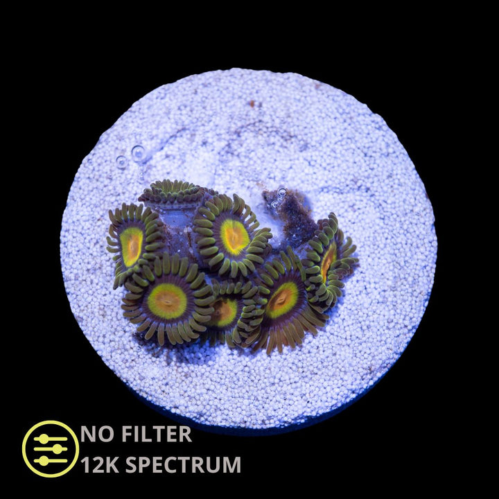 CL King Midas Zoanthid - Frag