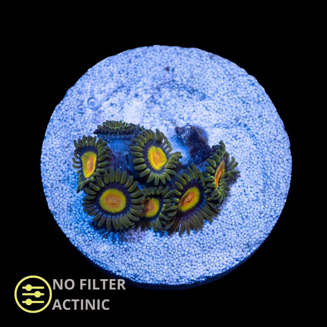 CL King Midas Zoanthid - Frag