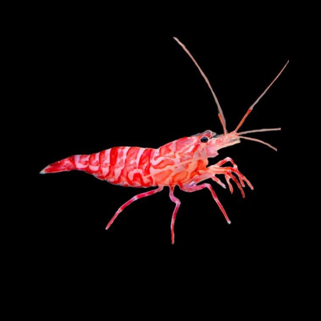 CL Lysmata kuekenthali - Reke