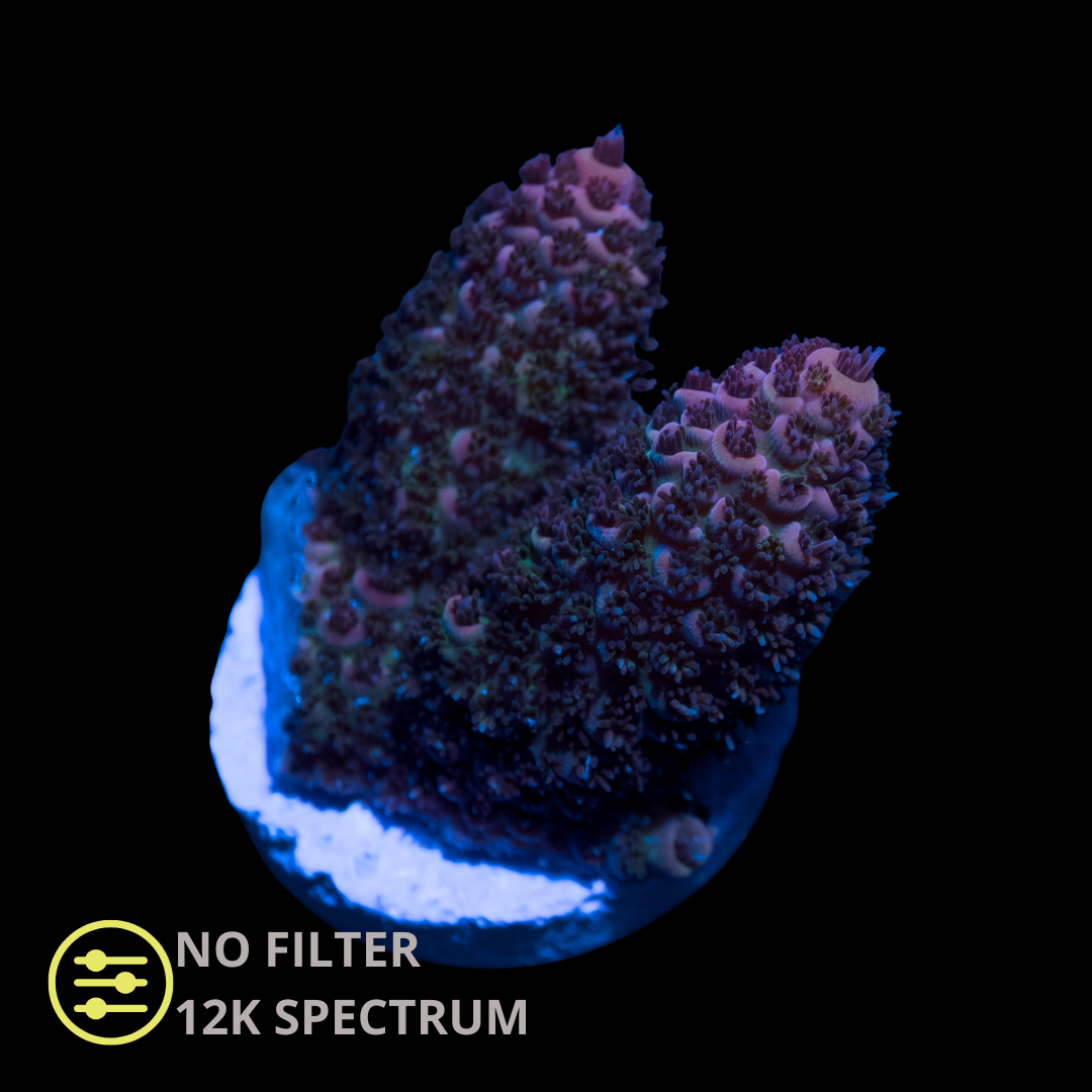 CL Acropora Purple Millepora - Frag