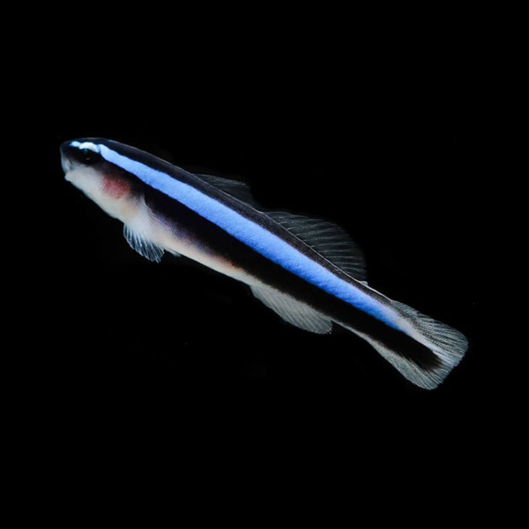 Neon Goby - Elacatinus oceanops