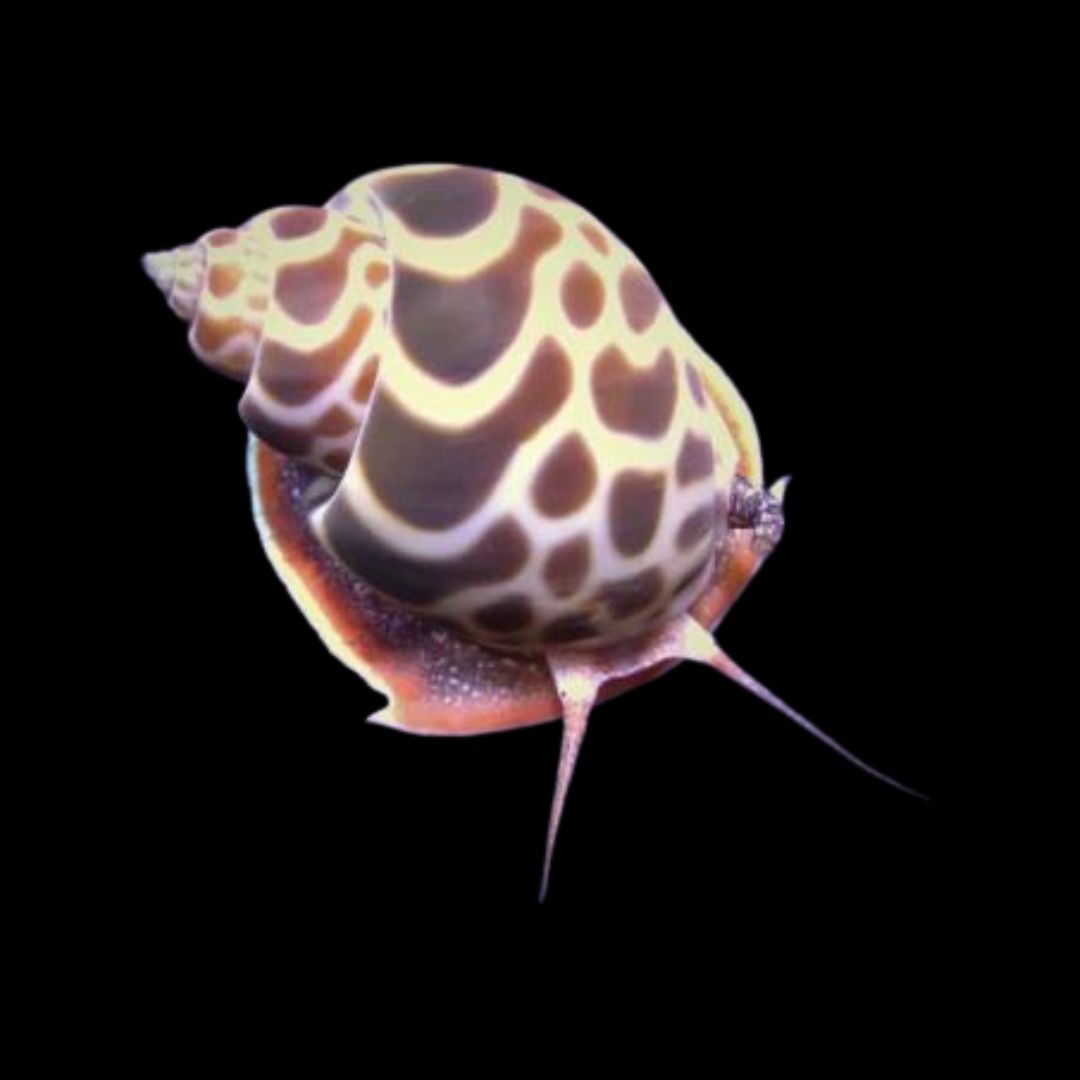 Orange Turbo Snail - Babylonia zeylanica