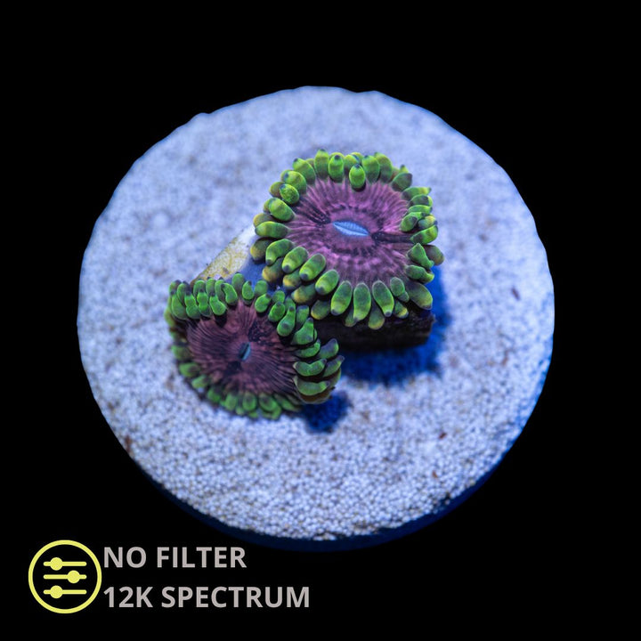 CL Pink Diamonds Zoanthid - Frag