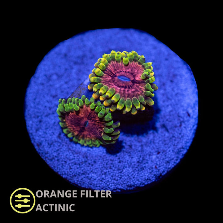 CL Pink Diamonds Zoanthid - Frag