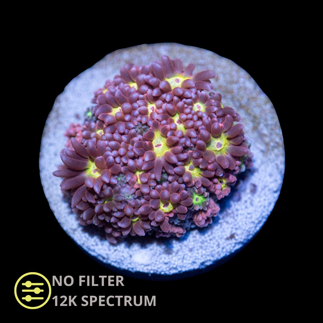 CL Pink & Yellow Goniopora - Frag