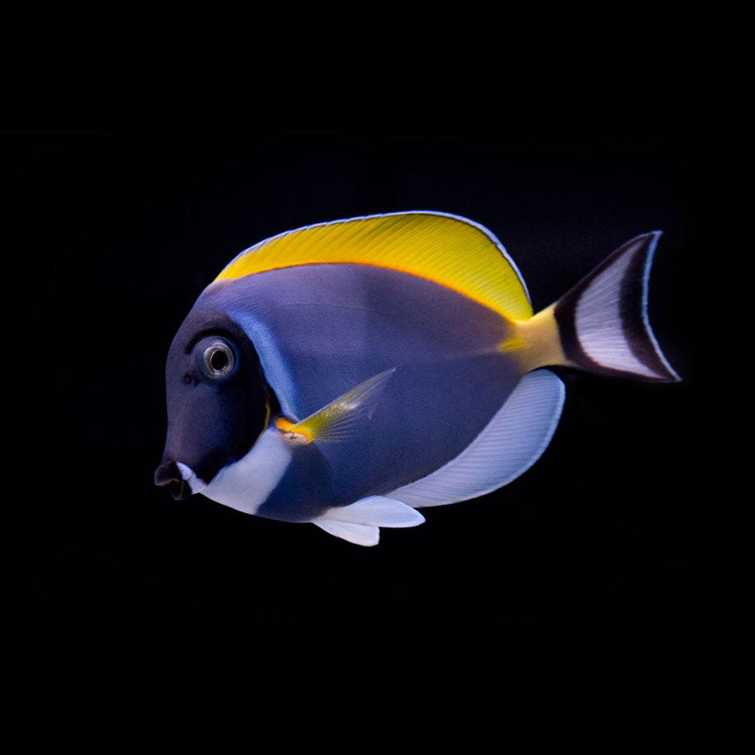 Acanthurus leucosternon - Powder Blue Tang