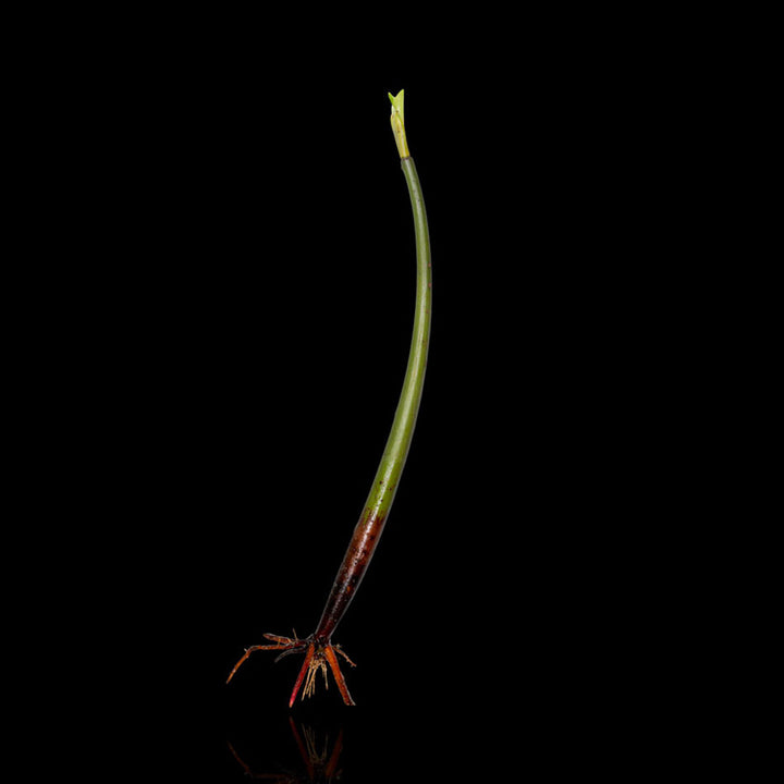 CL Red Mangrove