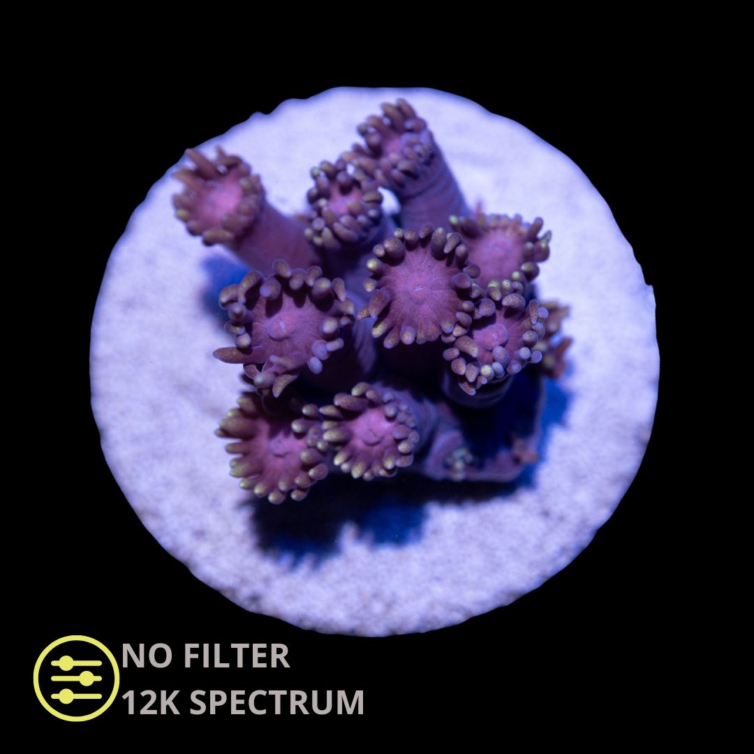 CL Tequila Sunrise Goniopora - Frag