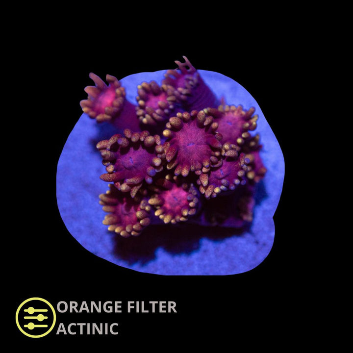 CL Tequila Sunrise Goniopora - Frag